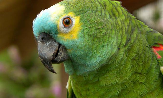 Versele laga Prestige Premium Mix Amazone Parrot