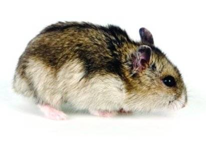 Roda de comida do hamster russo do exercÃ­cio jaular vitaminas