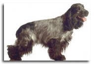 Cocker Spaniel