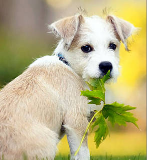 Ingredientes naturais do cÃ£o alimentar Schesir