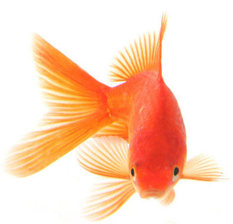 Tetra Goldfish para Peixes de Ãgua Fria