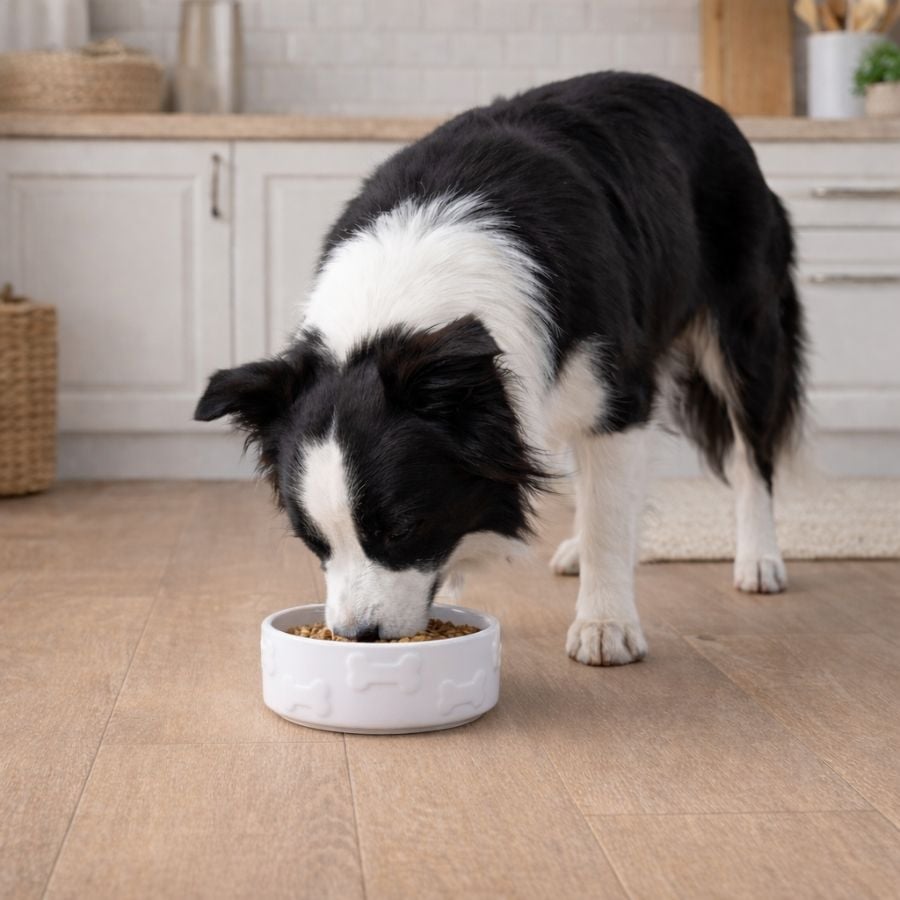 Leeby Comedouro de Cerâmica Branco com Relevo de Ossos para cães