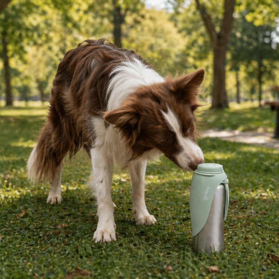 Gotoo Garrafa Bebedouro Portátil em Aço Inoxidável Verde para cães