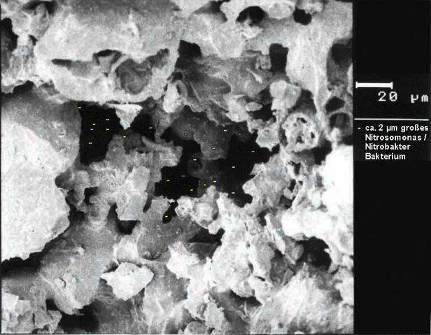 Eheim visÃ£o pro microscÃ³pio colonizaÃ§Ã£o bacteriana sustrat