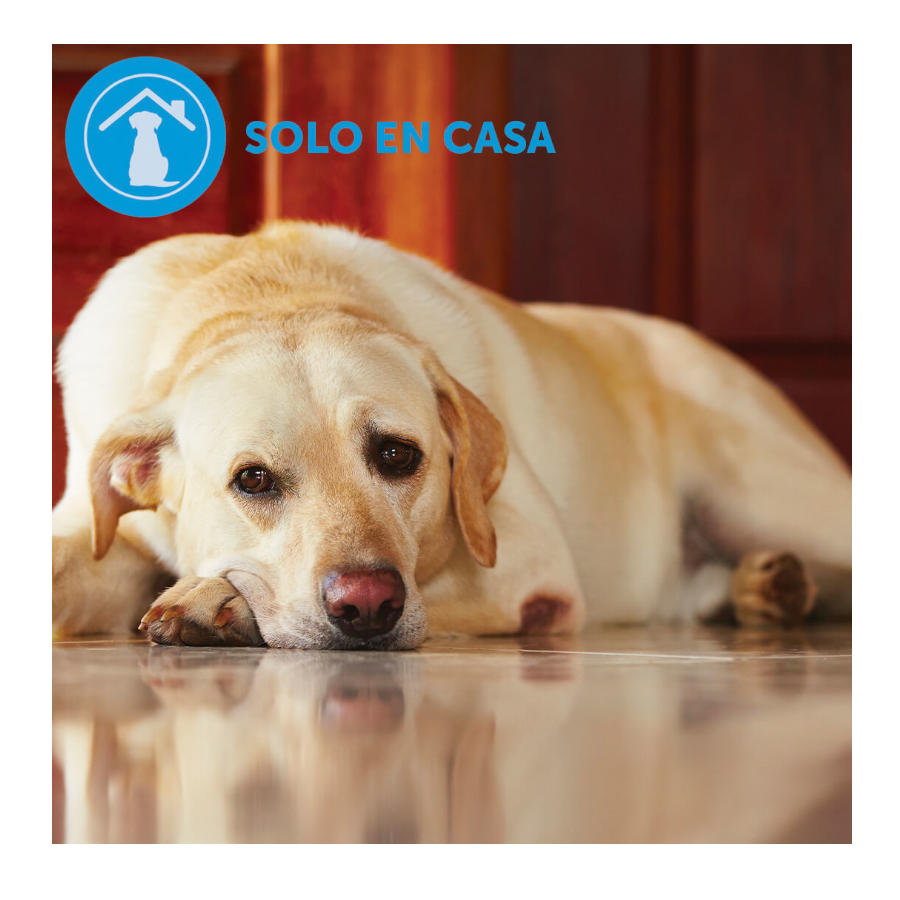 Adaptil Calm Home para cães, , large image number null