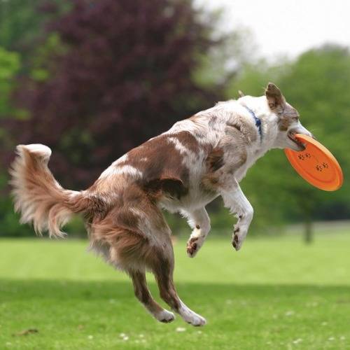 DiversÃ£o e esporte de Frisbee plÃ¡stico cachorro