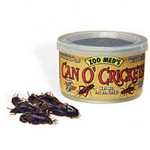ZOOMED can oÂ´crickets (grilos)