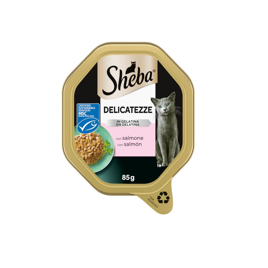 85 g Sheba Delicatezze Comida húmida de salmão em gelatina em terrina para gatos