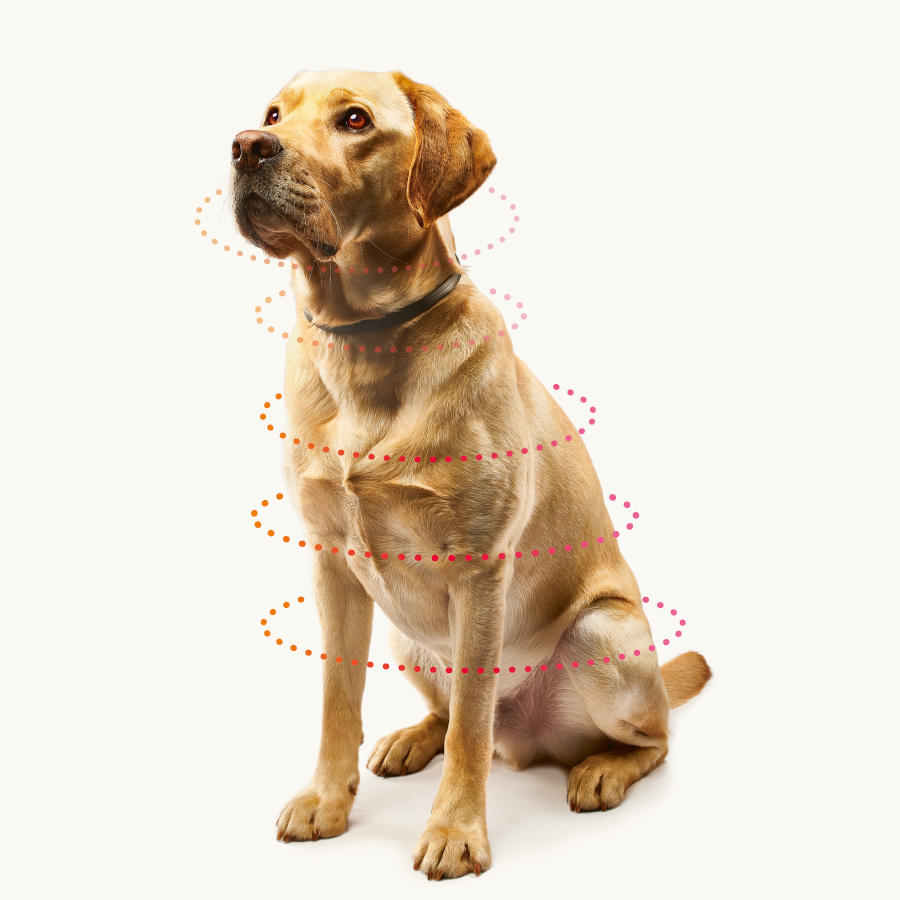 Beaphar Canishield coleira antiparasitária para cães – 65 cm, , large image number null