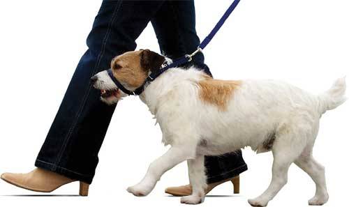 Passeio agradável com Canny Coleira Passeio agradável com Canny Coleira