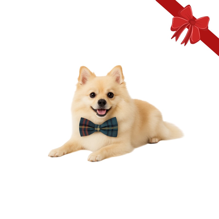 Wonder Christmas Laço natalício azul para Cães