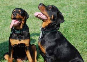 Jovens Rottweilers