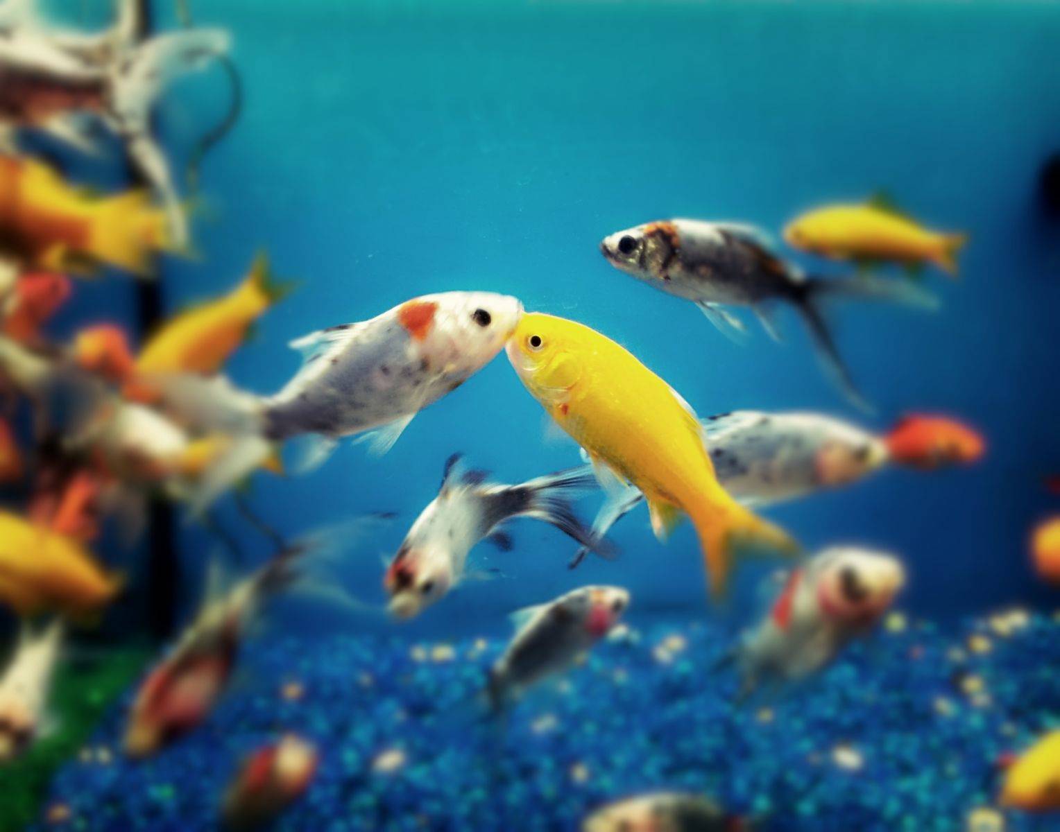 beijo peixe tetra peixes de aquário aquário