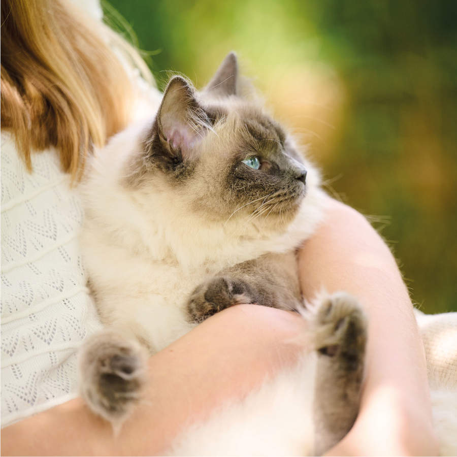 Beaphar Calming coleira relaxante para gatos, , large image number null