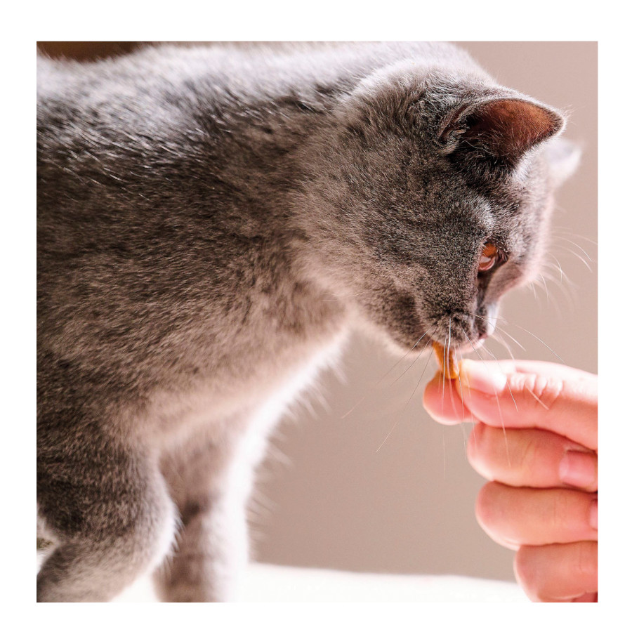 Beaphar Snacks Dentários para gatos , , large image number null