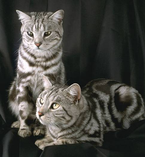 Purina proplan adult gatos sÃ£os