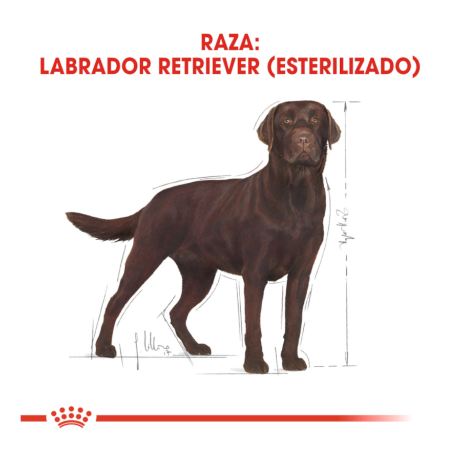 Royal Canin Adult Labrador Sterilised ração para cães, , large image number null