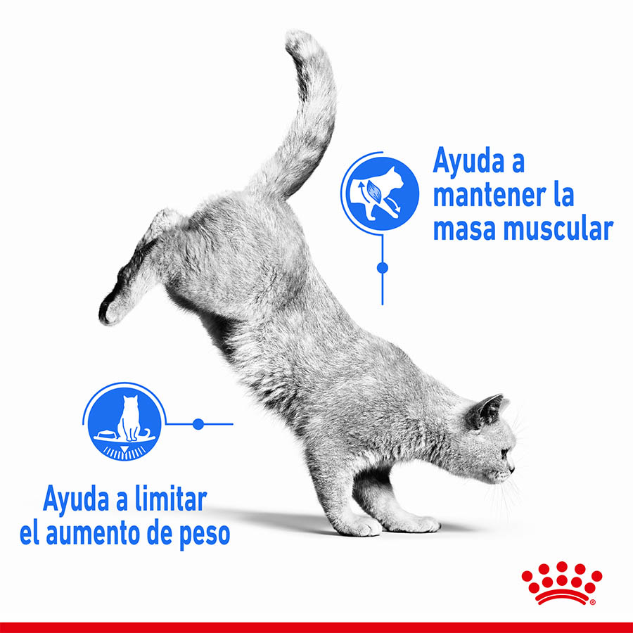 Royal Canin Adult Light Weight Care ração para gatos , , large image number null