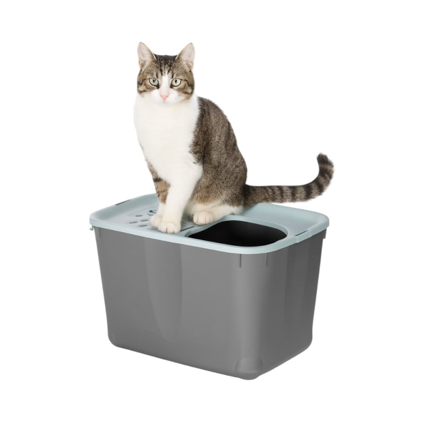 Nice Care Eco Caixa de areia Micia azul para gatos