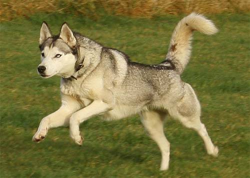 CÃ£es IAMS pensam grandes corridas