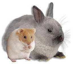 Coelho e hamster
