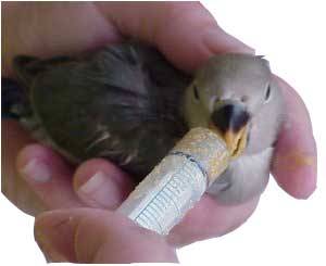 psittacus seringa com sonda amarela para cria de louros e ninfas