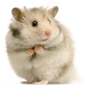 Alimento Cunipic MediterrÃ¢neo para hamster
