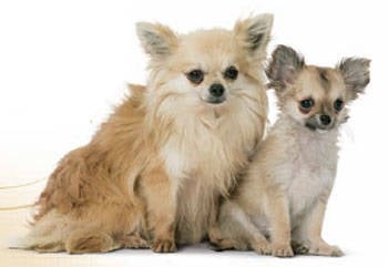 Royal Canin Chihuahua Junior