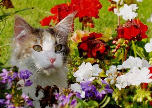 Carne de gato Schesir alimentar com frutas