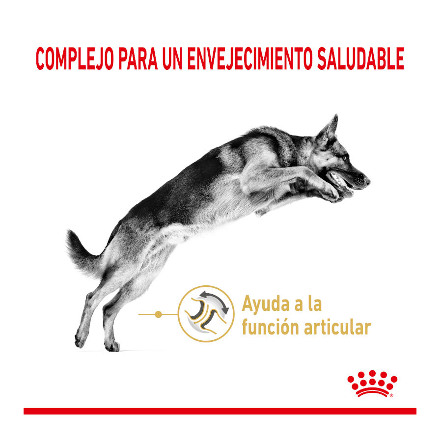 Royal Canin Adult +5 Pastor Alemão ração para cães, , large image number null