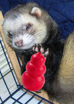 Huron com seu brinquedo