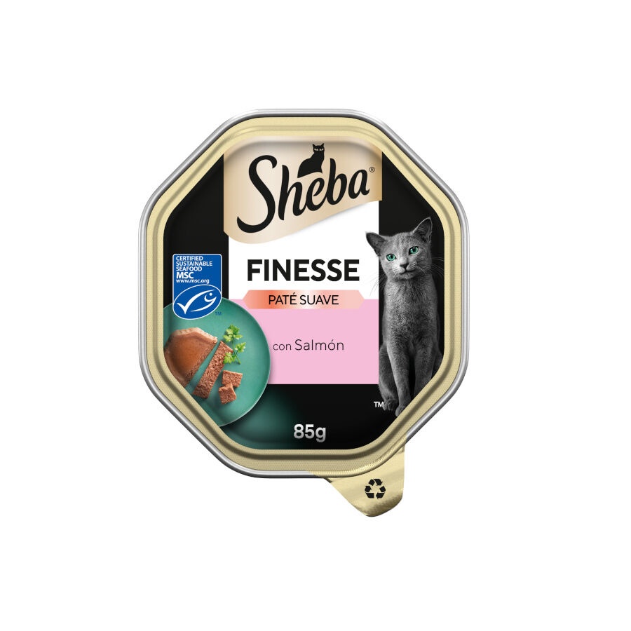 12 terrinas x 85 g Sheba Finesse Salmão em Patê terrina para gatosPack poupança!