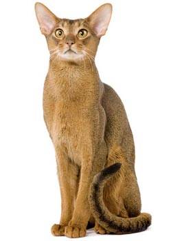 Hill's sterilized cat young adult atum
