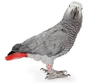 Versele laga Prestige Premium Mix African Parrot