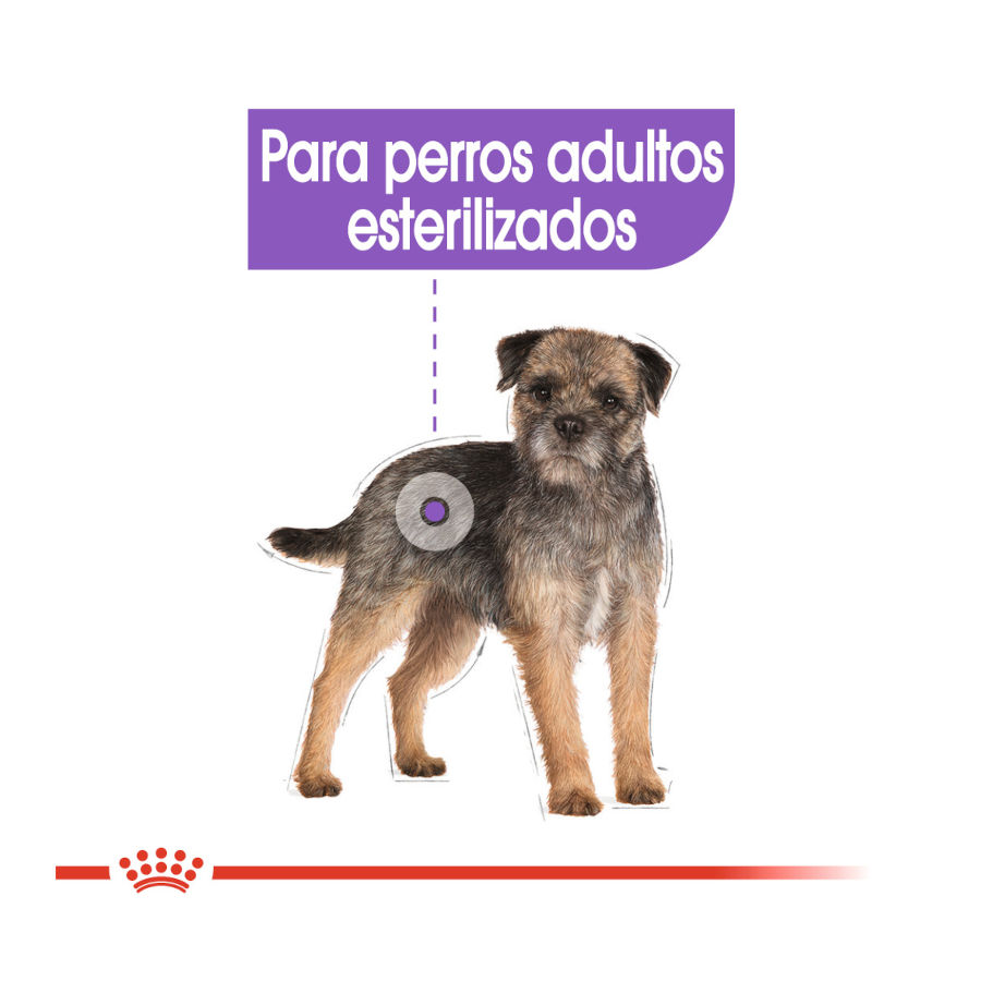 Royal Canin Mini Sterilised ração para cães, , large image number null