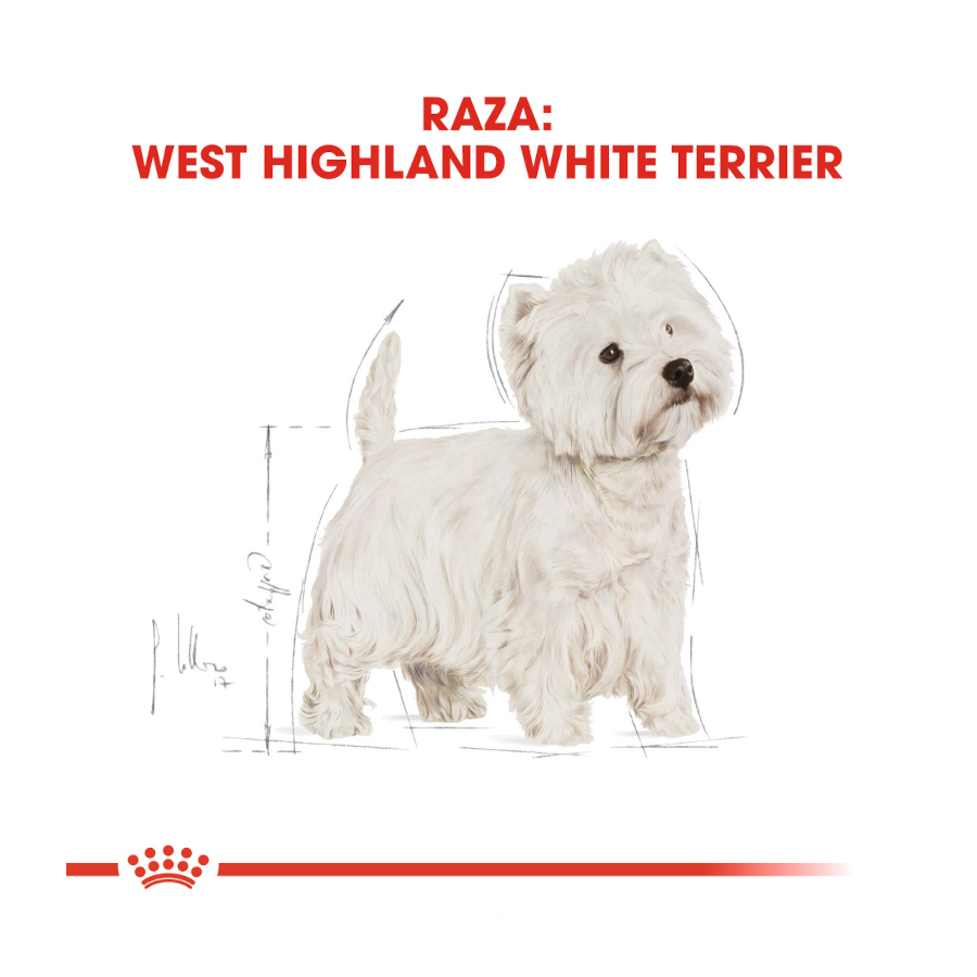 Royal Canin Adult White Terrier West Highland ração para cães, , large image number null