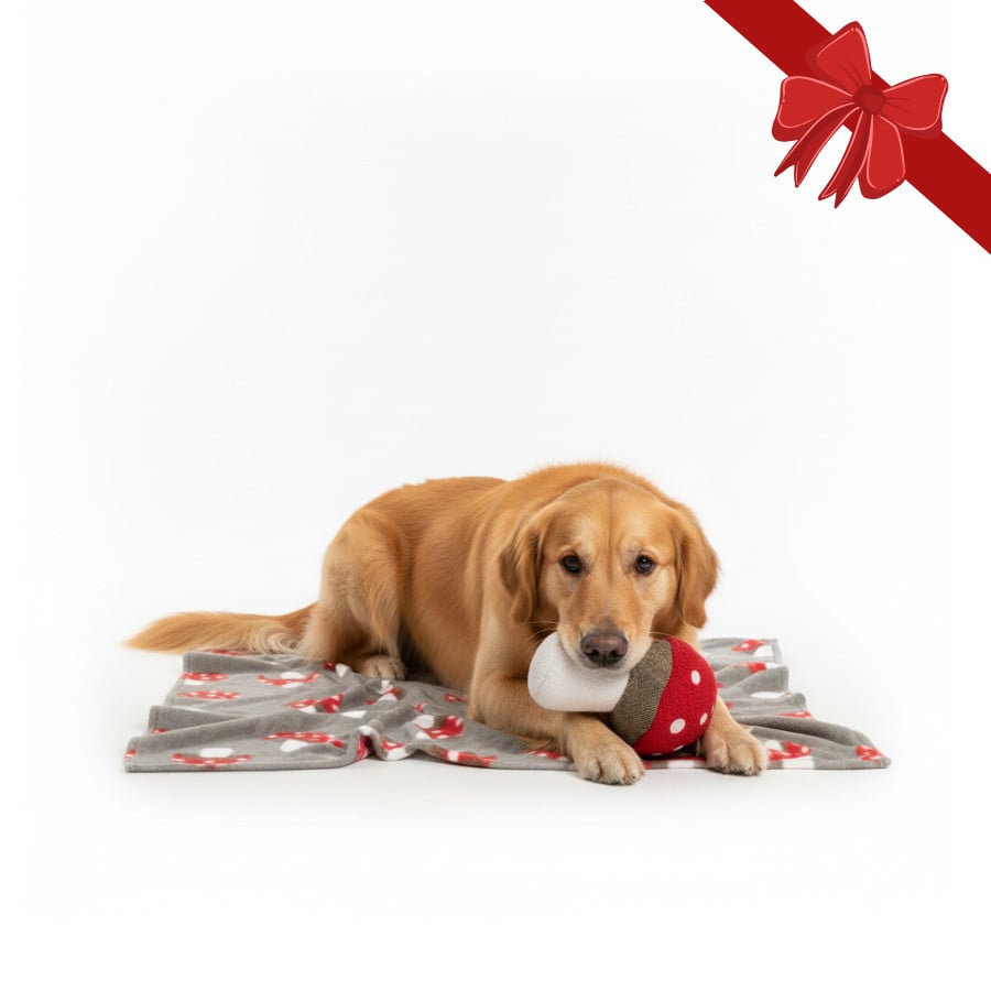 Wonder Christmas Conjunto Presente Peluche e Manta de Natal para Cães