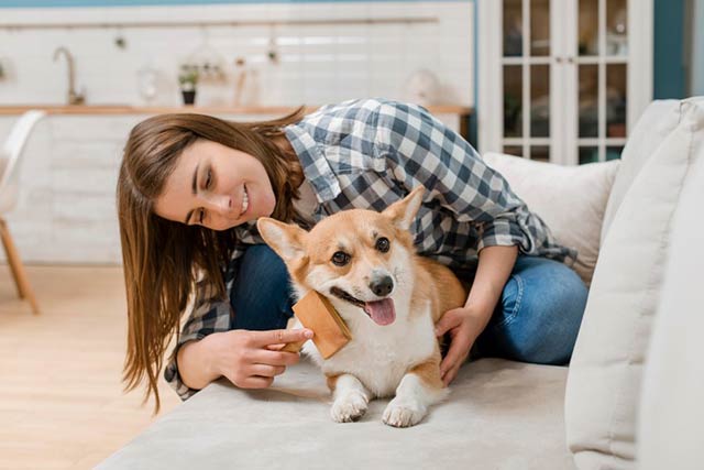 Qual é a melhor escova para o teu cão?